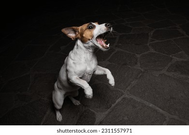 Funny Jack Russell Terrier dog catches dry food on the fly. - Shutterstock ID 2311557971