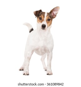 Funny Jack Russell Terrier Dog