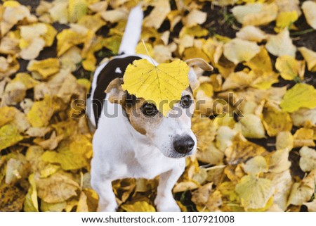 Funny dog with big yellow leaf on head