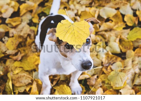 Similar – Funny dog with big yellow leaf on head