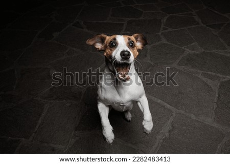 Funny Jack Russell Terrier dog catches dry food on the fly.