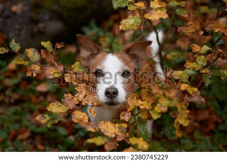 Similar – Image, Stock Photo Jack Russell Terrier Dog with Yellow Spiky Ball Toy on Sofa