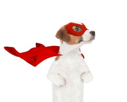 Funny Jack Russell Terrier Puppy Wearing Superhero Costume Looking Away On Empty Space. Isolated On White Background
