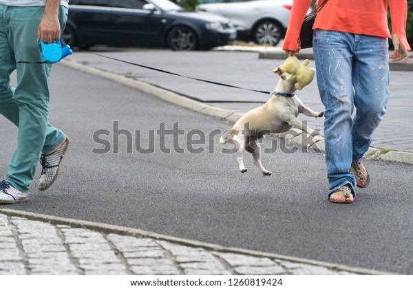 Funny jumping dog on leash eating a soft cuddly\
toy beat hanged by the hand of an anonymous woman in jean, with no\
head, while her anonymous man is walking away, hanging the dog\
leash, in a street.