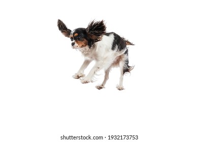 Funny king charles spaniel dog jumping isolated over white background.