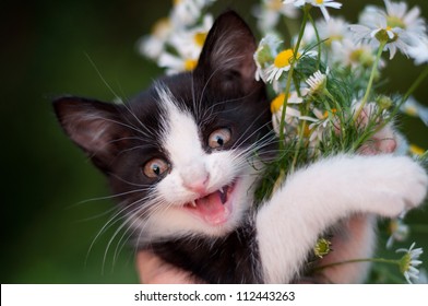 funny kitten with a bouquet of daisies