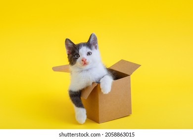 Funny kitten in cardboard box isolated on color yellow background with copy space. Beautiful black and white cat looks out food delivery box with paws. Cat joke in gift box Kitten meme Concept.