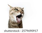 Funny kitten cat pet with open mouth and stiking tongue out. Isolated on white background