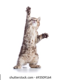 9,343 Cats dancing Images, Stock Photos & Vectors | Shutterstock