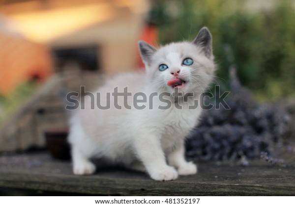 Funny Kitten Ginger Kitten White Chest Stock Photo Edit Now