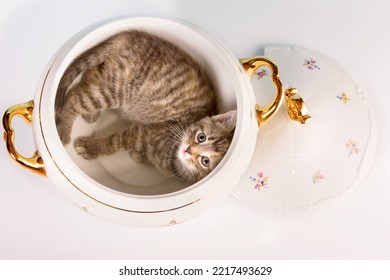 Funny Kitten Having Fun In A Soup Tureen