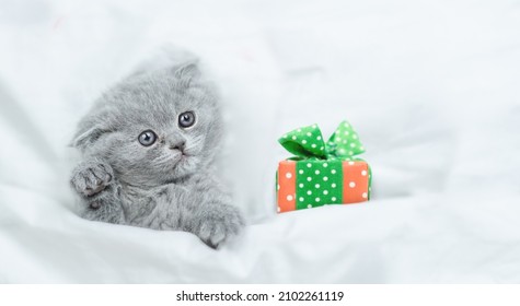 Funny Kitten Lies Under Blanket With Gift Box. Top Down View. Empty Space For Text.