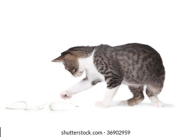 Funny Kitten Pawing at a Computer Mouse