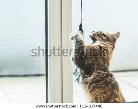 Similar – Playing cat at the window