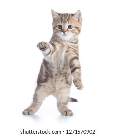 Funny Kitten Standing Isolated Stock Photo 1271570902 | Shutterstock