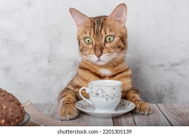 Funny Kitty With A Mug Of Milk And Oatmeal Cookies For Breakfast.