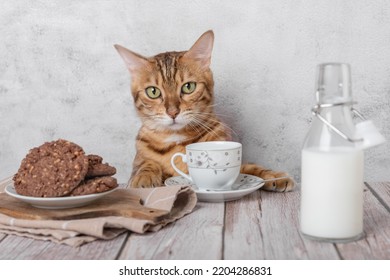 Funny Kitty With A Mug Of Milk And Oatmeal Cookies For Breakfast.