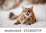 Funny kitty smiling and having positive emotions lying on a white furry blanket.