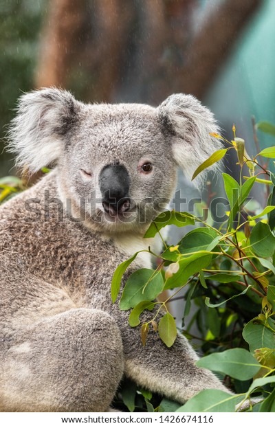 Funny Koala Animal Winking Blinking Cute の写真素材 今すぐ編集