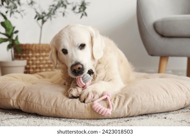 Funny Labrador dog chewing toy in pet bed at home - Powered by Shutterstock