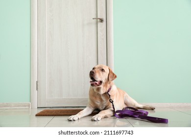 Funny Labrador Dog With Leash Waiting For Walk Near Door At Home