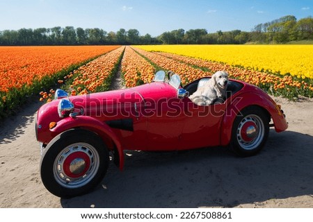 Funny labrador dog in retro red cabriolet on colorful tulips fields sunny day Keukenhof flower garden Lisse Netherlands. Happy kings day