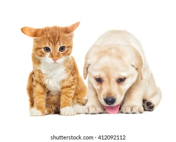 Funny Labrador Puppy Kitten Stock Photo 412092112 | Shutterstock