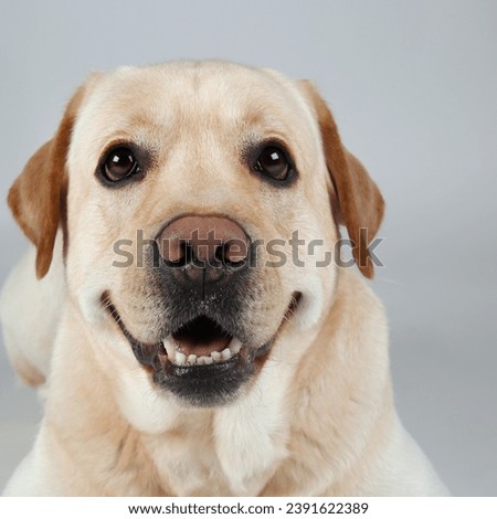 funny labrador retriever dog perfect for dog lover, pet lover, animal lover