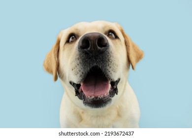 Funny Labrador Retriever Dog Smiling. Isolated On Blue Pastel Background