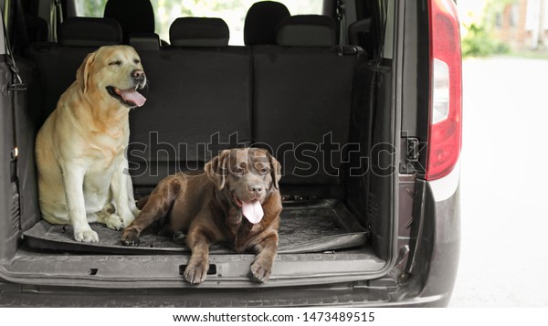 Funny Labrador\
Retriever dogs in car\
trunk