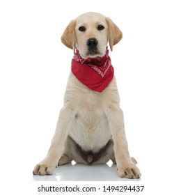 Funny Labrador Retriever Wearing Red Bandana At Its Neck On White Background