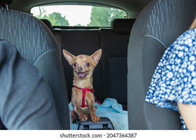 Funny Lapdog Toy Terrier Sits On Car Back Seat While His Pet Owners Driving Car.