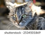 Funny large longhair gray kitten with beautiful big green eyes lying on white table. Lovely fluffy cat licking lips. Free space for text.