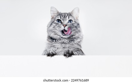 Funny large longhair gray kitten with beautiful big eyes lying on white table. Lovely fluffy cat licking lips. Free space for text. Mockup for your product.  - Shutterstock ID 2249761689