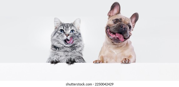 Gran gatito gris de pelo largo con hermosos ojos grandes y perro de la raza Bulldog francesa sobre mesa blanca. Bonito gato pelado en labios. Espacio libre para el texto. Tragedia por tu producto. 