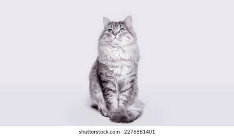 Funny large longhair gray tabby cute kitten with beautiful big eyes sitting on white table. Pets and lifestyle concept. Lovely fluffy cat on grey background. - Shutterstock ID 2276881401