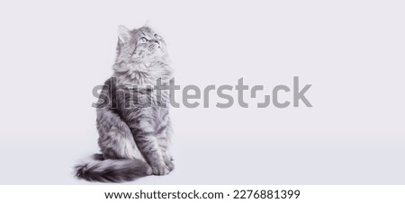 Funny large longhair gray tabby cute kitten with beautiful big eyes sitting on white table. Pets and lifestyle concept. Lovely fluffy cat on grey background.