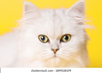 Funny large longhair white cute kitten with beautiful big eyes. 
Lovely fluffy cat on bright trendy yellow background. Illuminating color of the year 2021.
