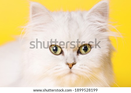 Funny large longhair white cute kitten with beautiful big eyes. 
Lovely fluffy cat on bright trendy yellow background. Illuminating color of the year 2021.
