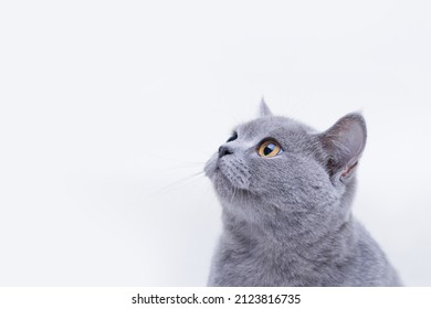 Funny large tabby cute kitten. Pets concept. Lovely fluffy smiling cat on white background. British Shorthair cat asks for food. Free space for text. Wide angle horizontal wallpaper or web banner.
