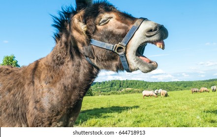 Funny Laughing Donkey Face