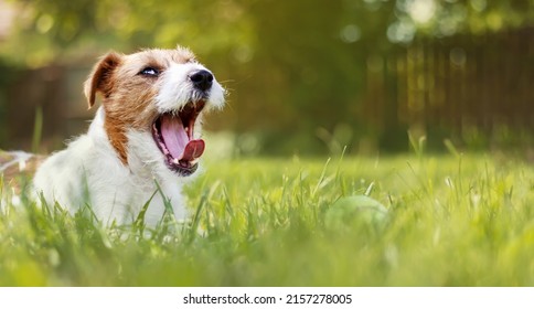 Funny lazy happy pet dog yawning, resting in the garden grass