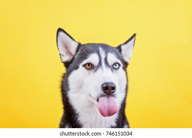 Funny Lazy-eyes Husky Shows The Toungue On A Yellow Background, The Concept Of Dog Emotions
