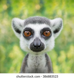 funny lemur face close up with big eyes