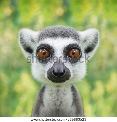 funny lemur face close up with big eyes