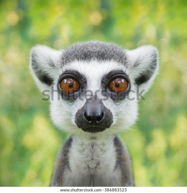 funny lemur face close
up with big eyes