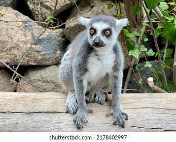 Funny Lemur Sitting On The Tree