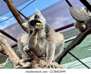 Funny Lemur Sitting On The Tree