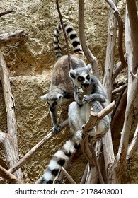 Funny Lemur Sitting On The Tree