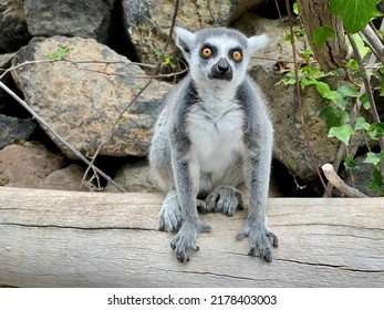 Funny Lemur Sitting On The Tree